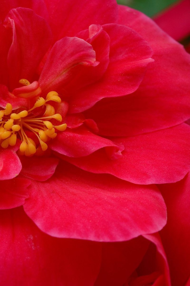 Красные большие цветы