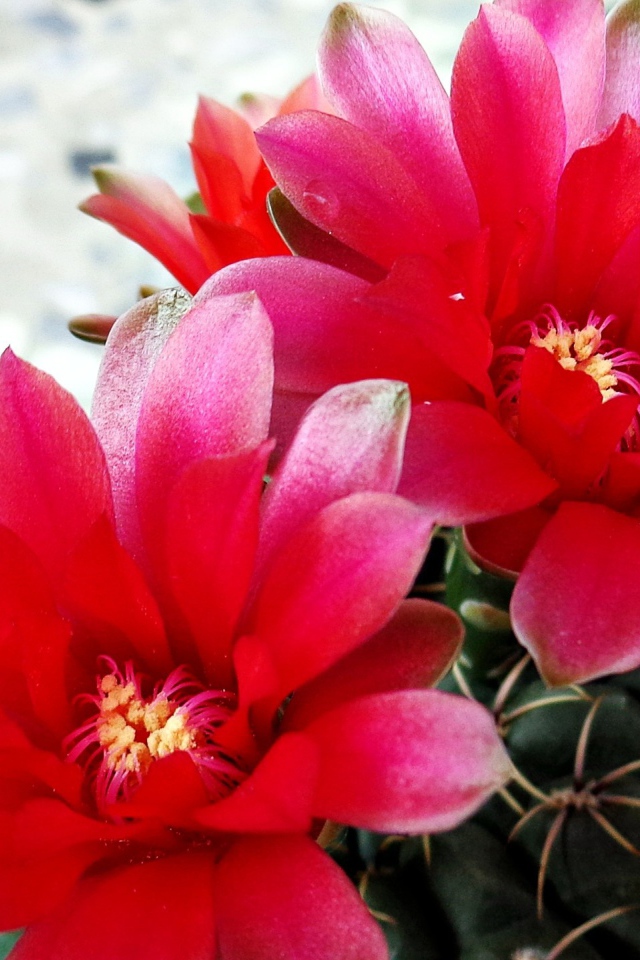 Красные цветы на кактусе