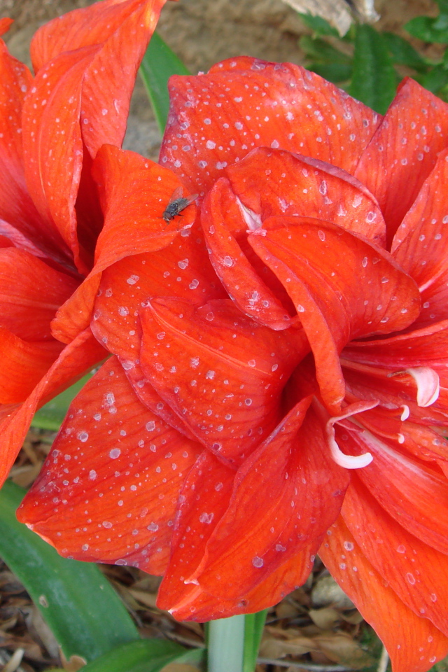 Красные цветы с каплями