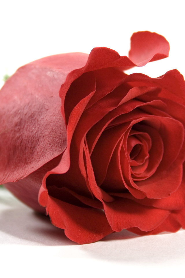 Красная роза на белом фоне