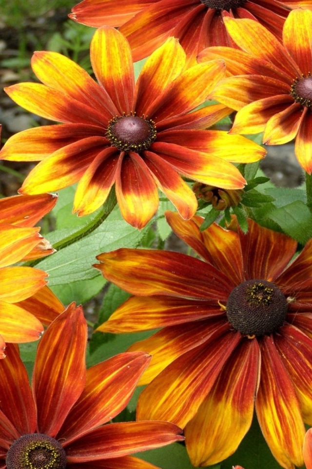 Красно желтые цветы