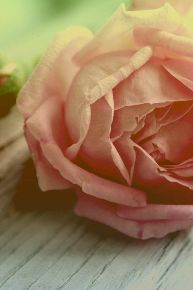 Роза и бутоны на доске