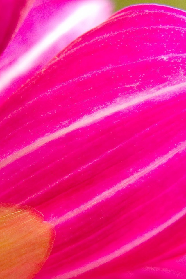 Розовый лепесток цветка