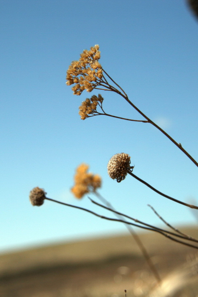 Силуэт девушки