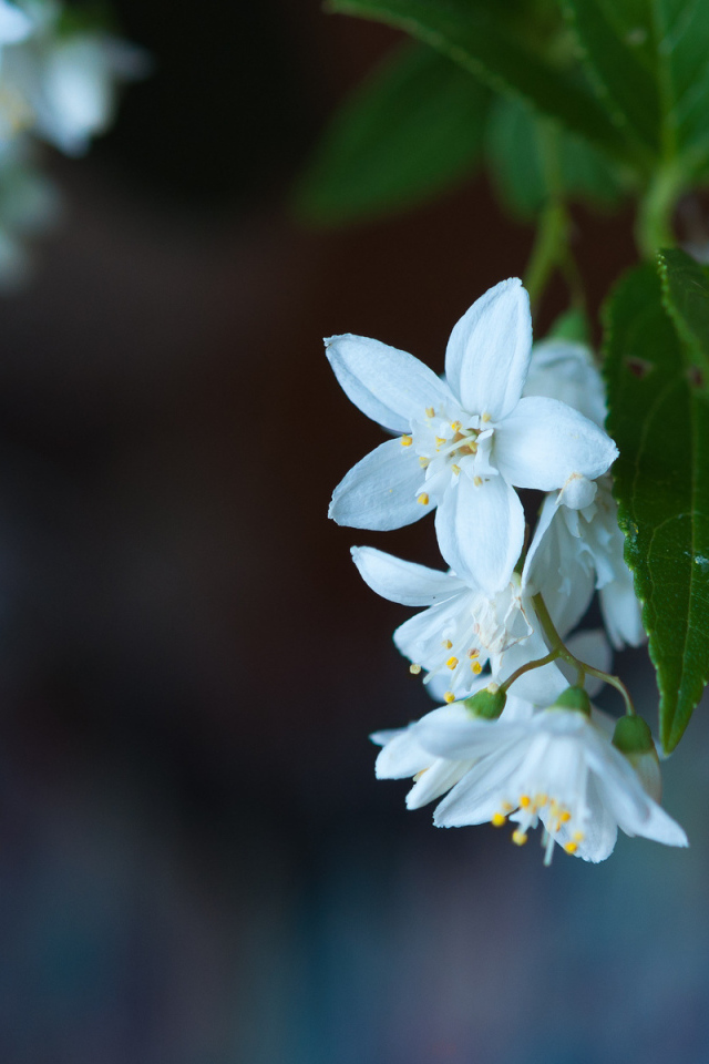 Маленькие белые цветы