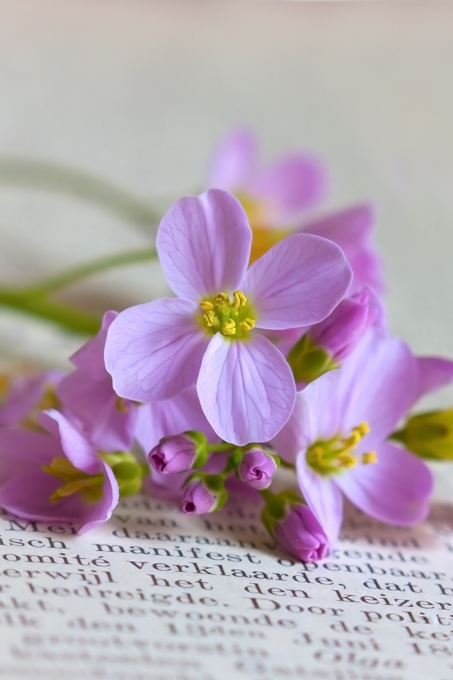 Мелкие полевые цветы на книге