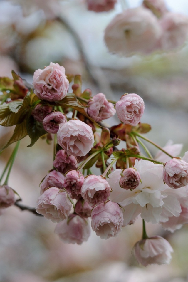 Весеннее цветение в Японии