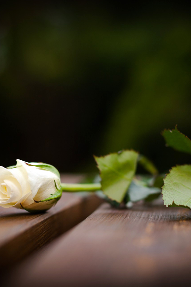 Бутон белой розы