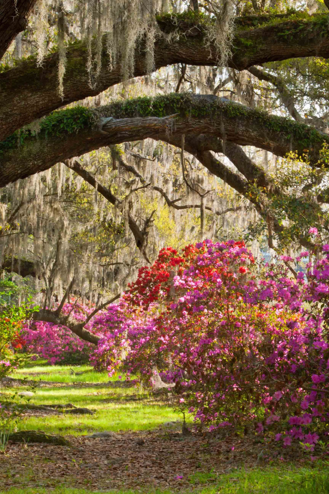 Плантация магнолий в парке