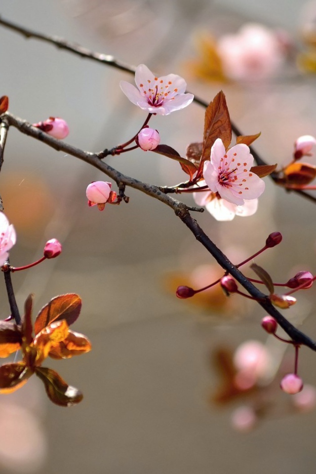 Ветка вишневого дерева