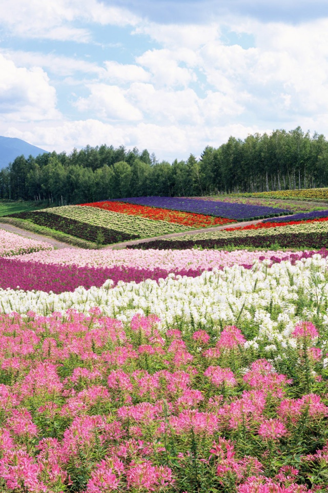 Цветочные поля летом