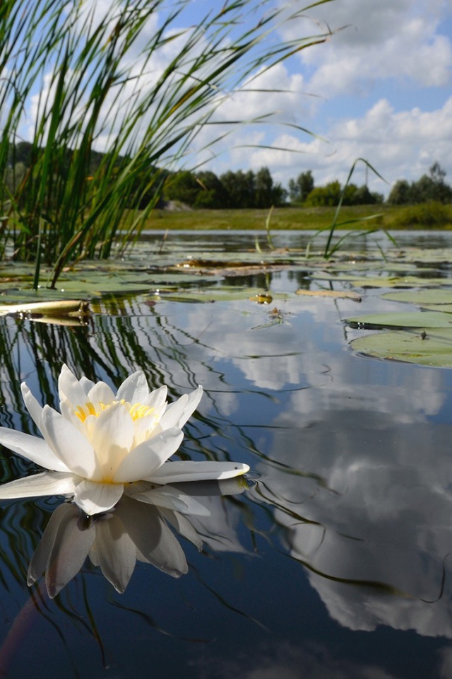 Цветок на воде