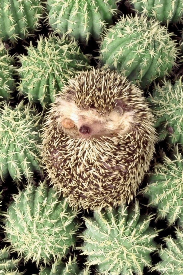 Ёжик в кактусах