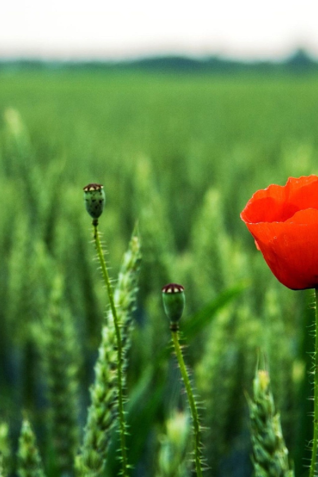 Мак на поле