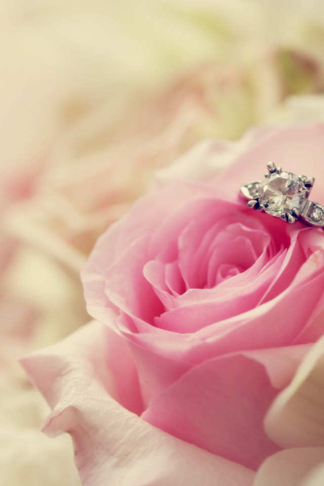 В розе лежит кольцо