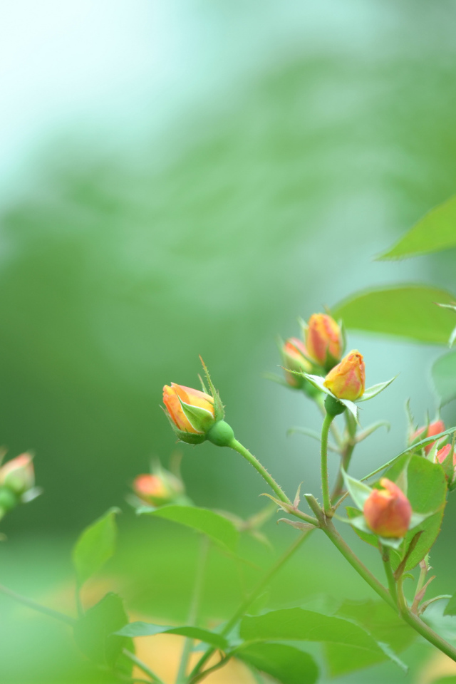 Нераскрытые бутоны роз