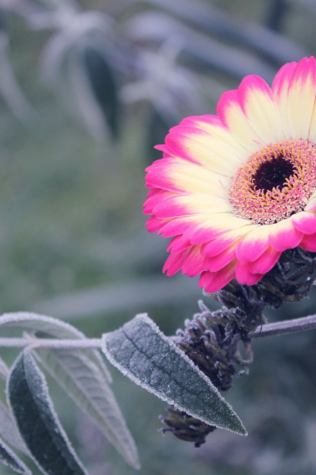 Бело-розовый цветок