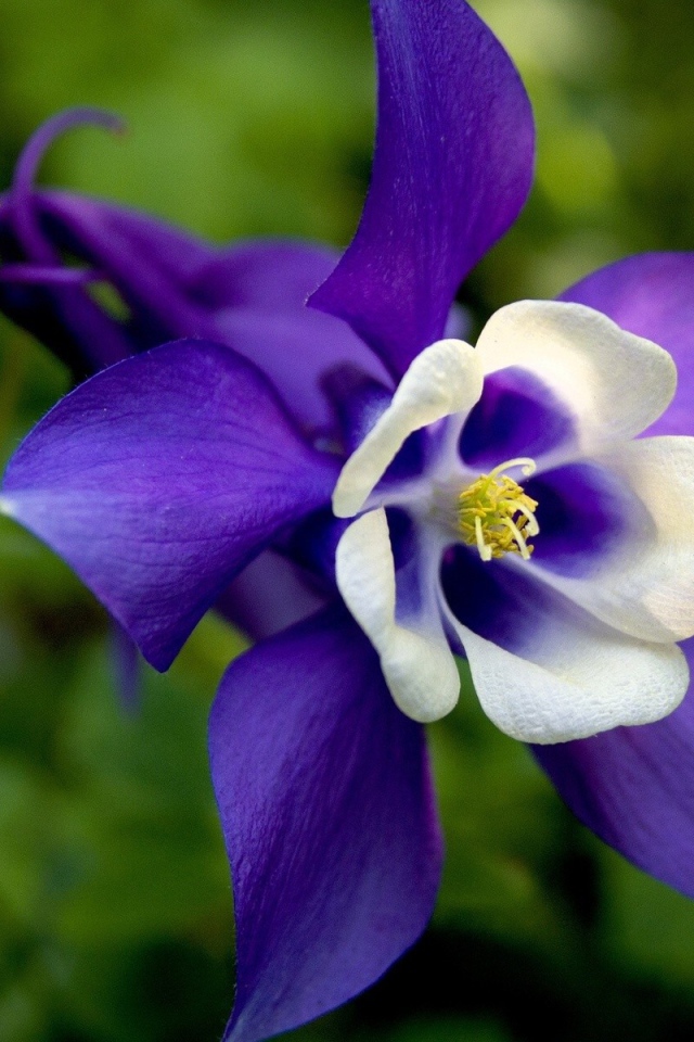 Бело синий цветок