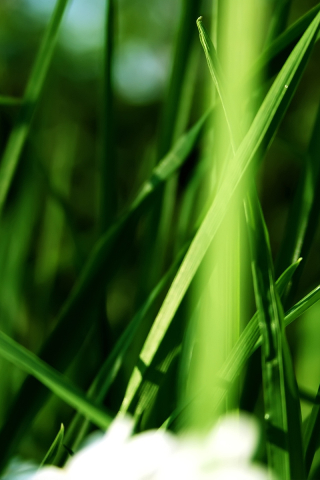 Белый цветок в траве