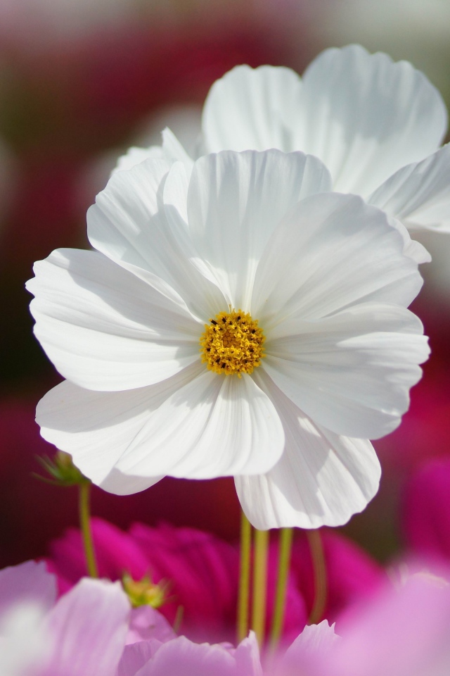 Белые цветки космеи