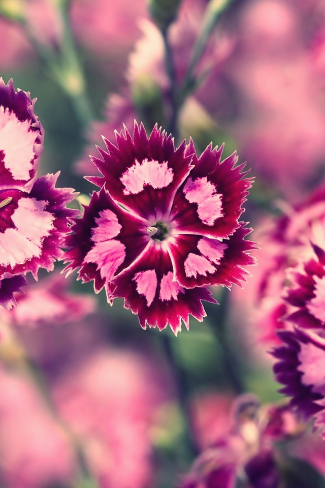 Бело розовые цветы весной