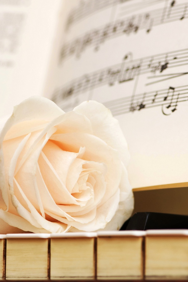 Белая роза на клавишах рояля