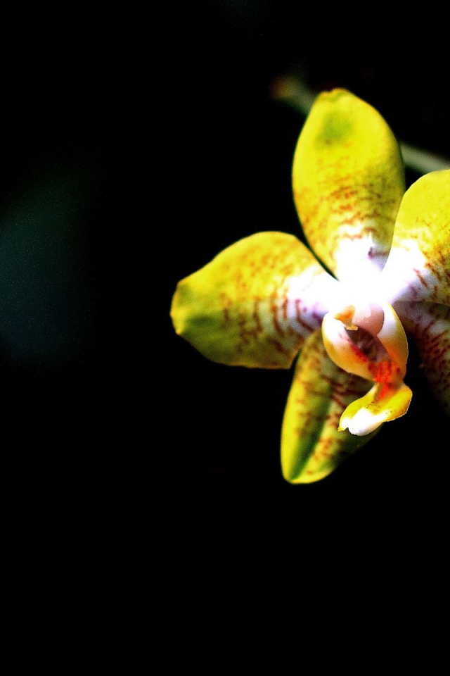 	   Yellow Orchid on a black background