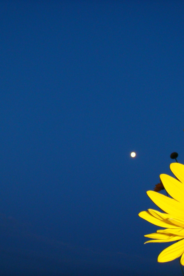 Желтый цветок на синем фоне