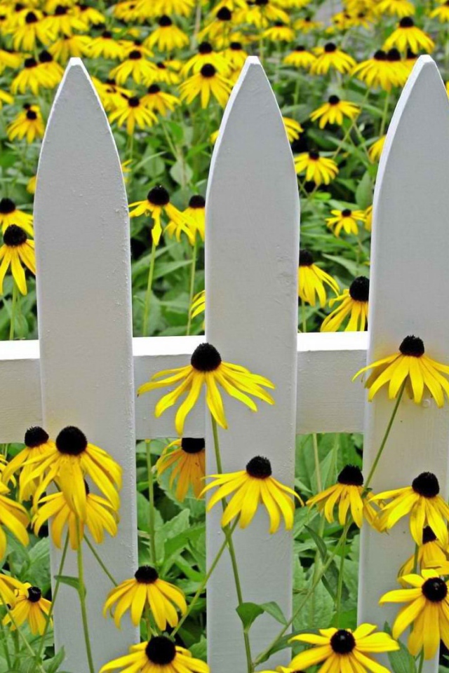 Желтые цветы у белого забора