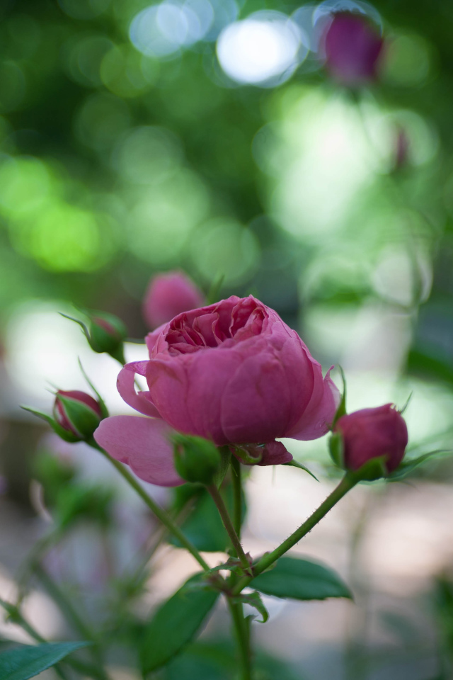 Молодой бутон розы