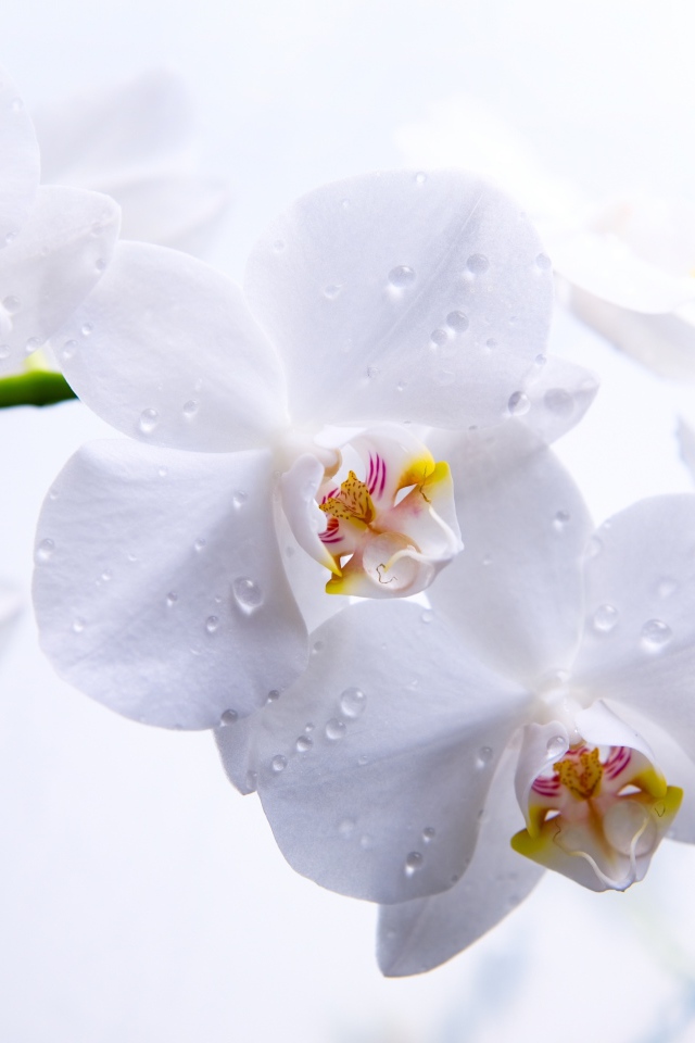 Белые орхидеи