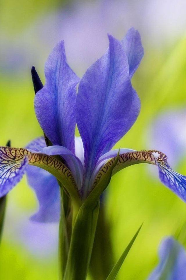 Ирис только распустился