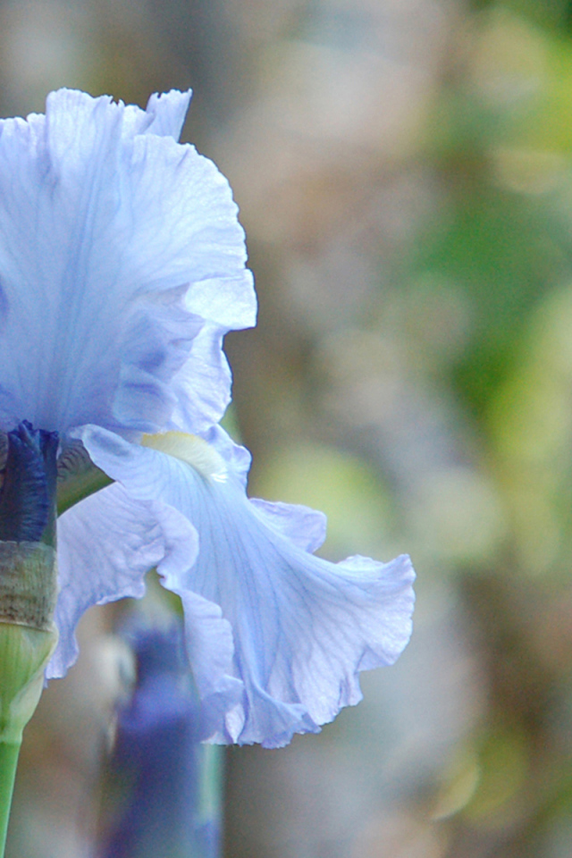 Голубой ирис