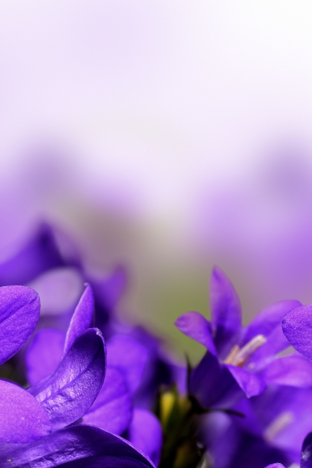 Цветы колокольчики