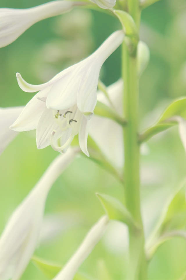 Белые колокольчики