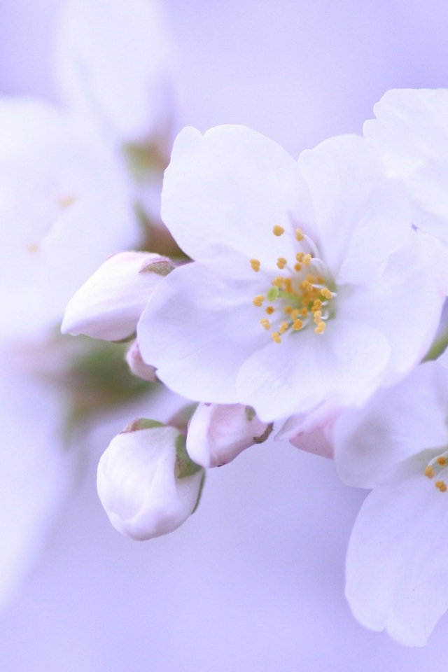 Яблоневый цвет