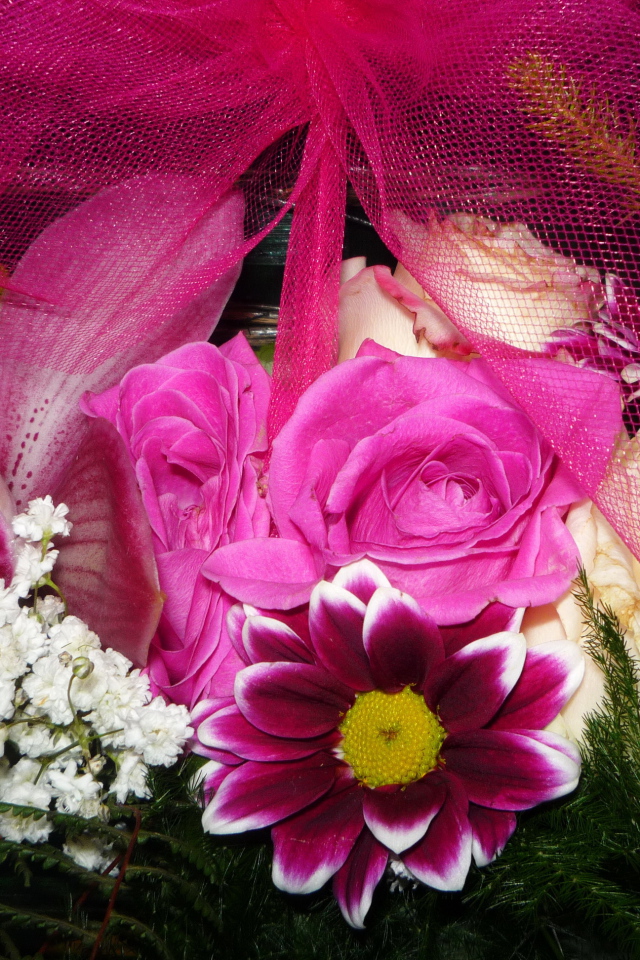 Цветы хризантема