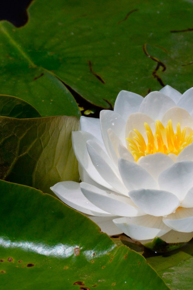 Цветок нимфея