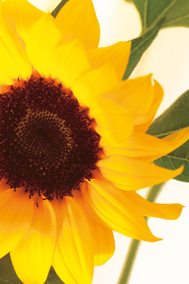 Цветок подсолнуха