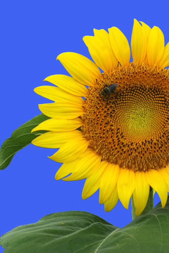 Цветочек подсолнуха