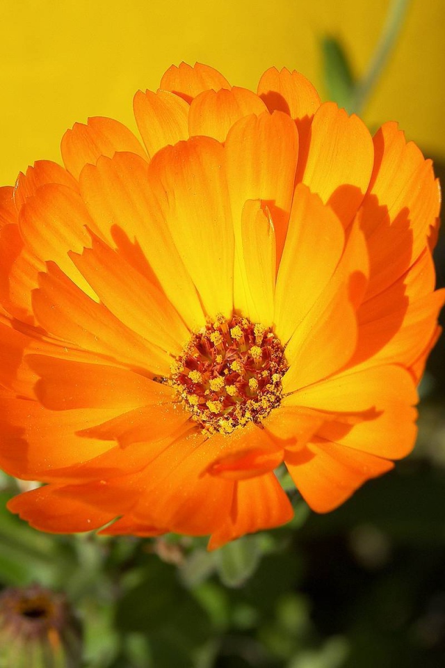 В саду красивые цветы календула