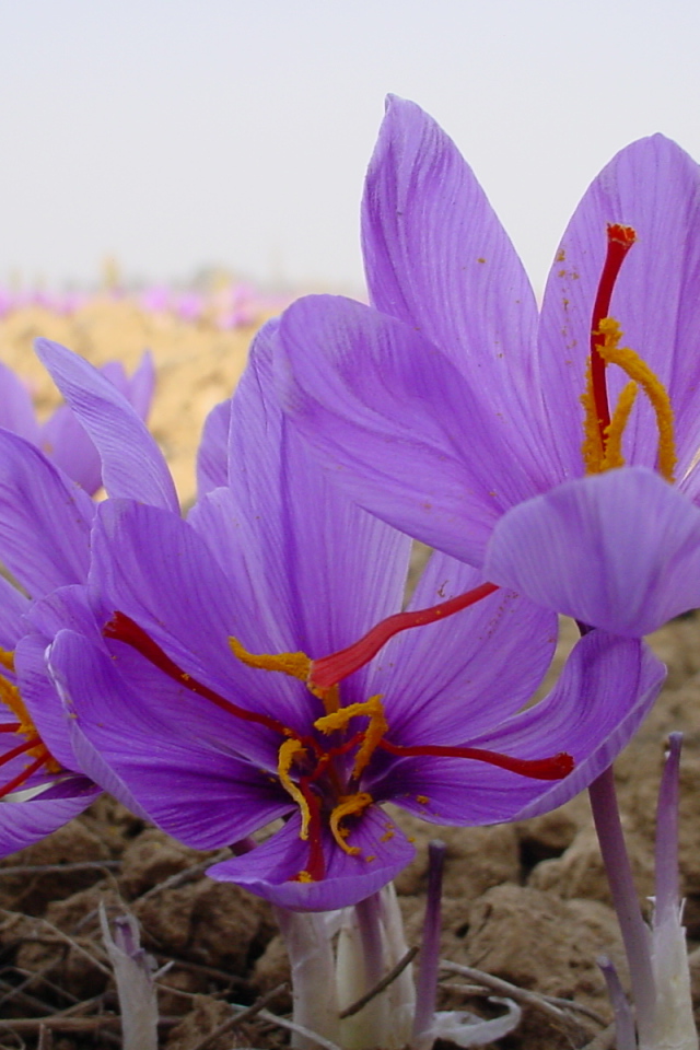 Цветы шафран 