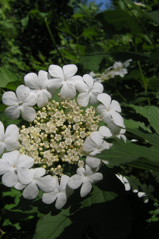 Растение резуха