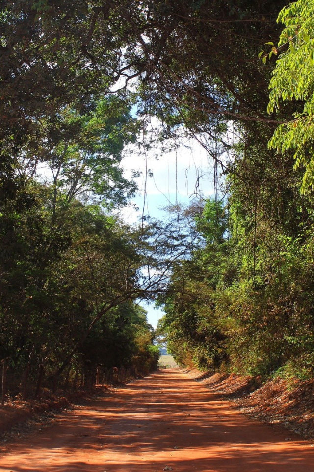 Аллея в лесу