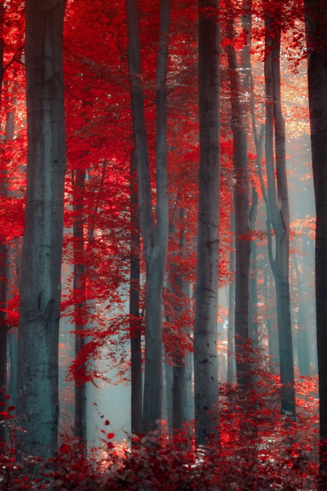 Осенний лес