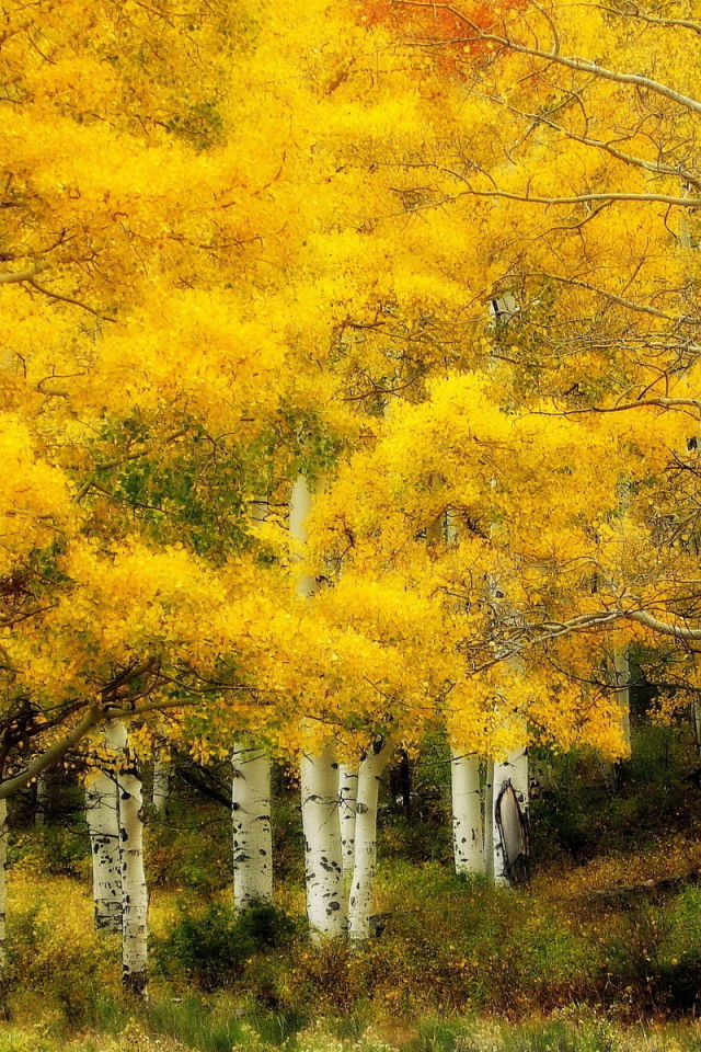 Осень в березовой роще