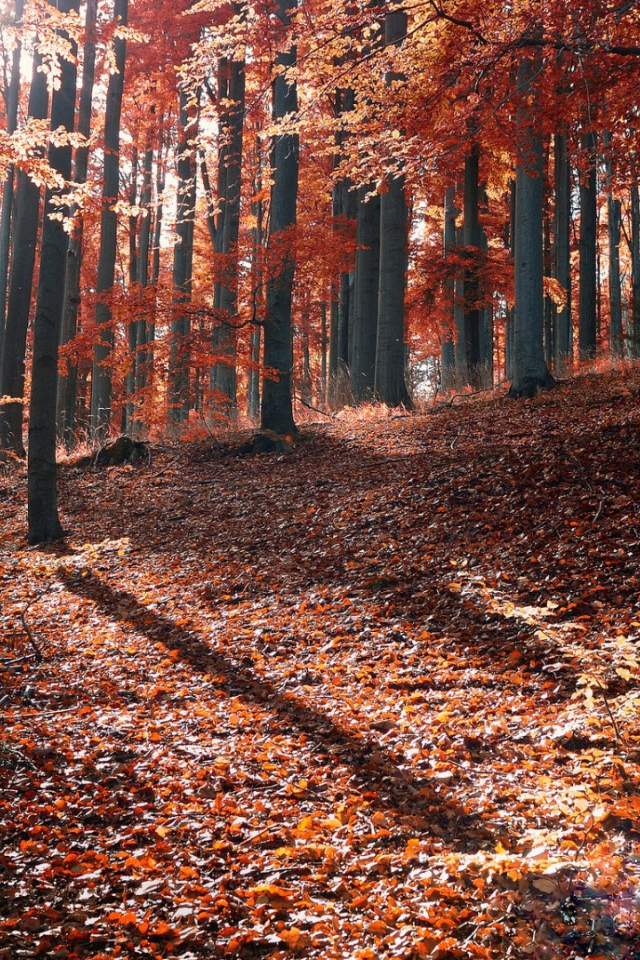 Осень в лесу