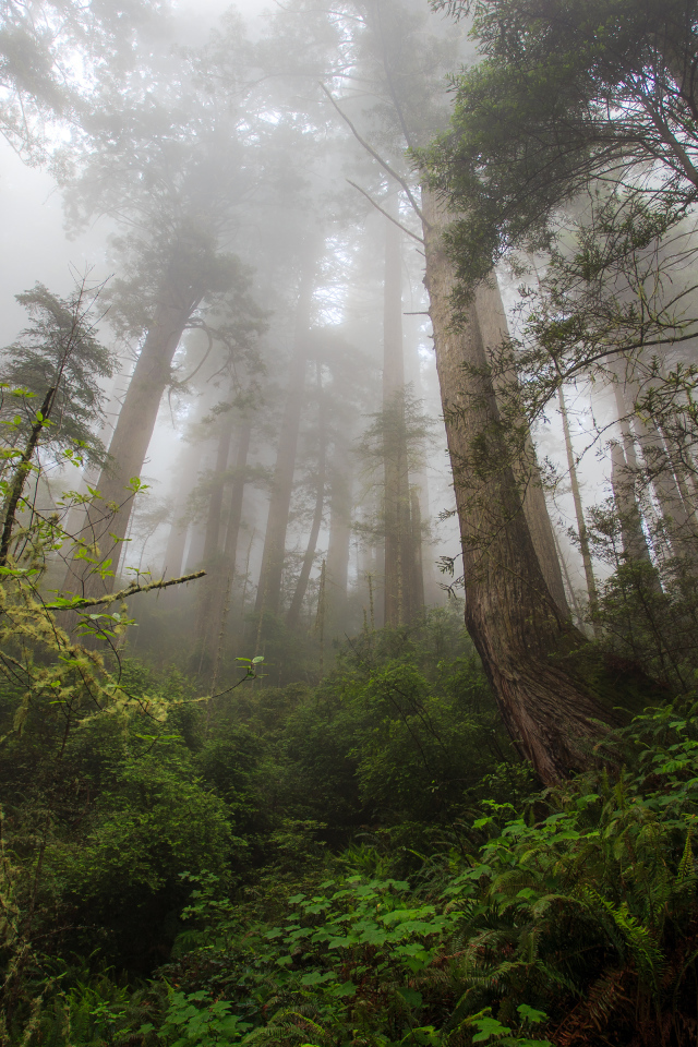 Красивый лес в тумане