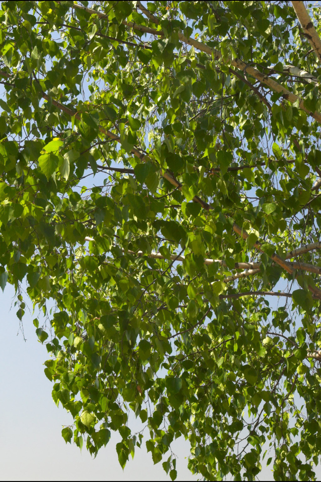 Береза на фоне неба