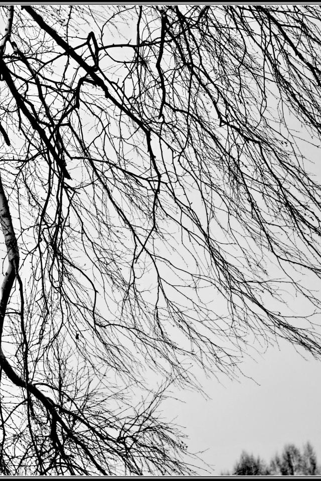 Береза зимой